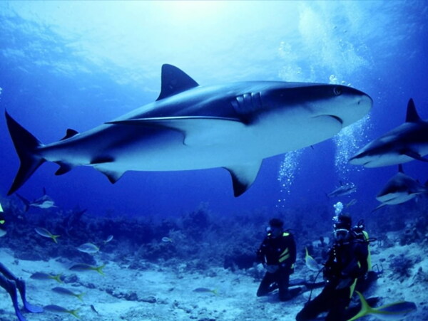 海底鲨鱼图片