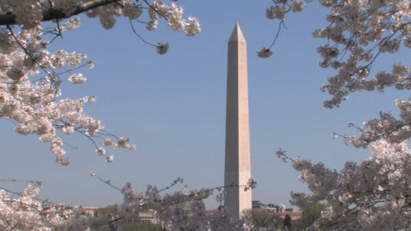 华盛顿纪念碑和樱花缩小股票视频视频免费下载