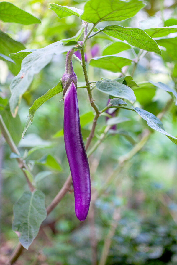 茄子圖片