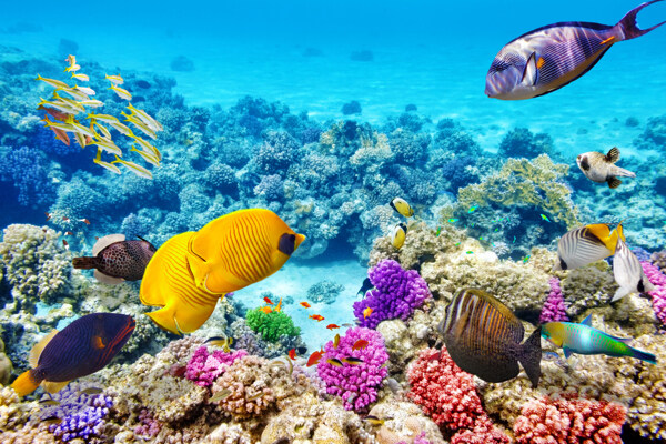 珊瑚深海鱼