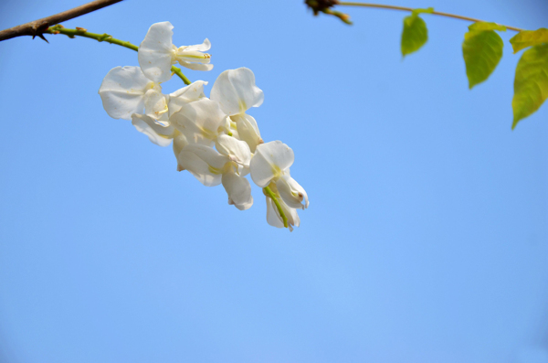 白花紫藤桌面壁紙