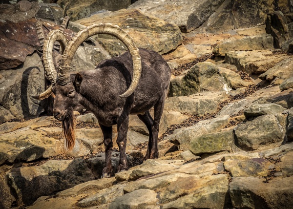 羊图片野生动物生物世界素材壁纸