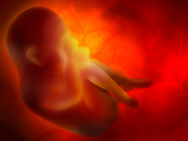 胎儿形象图图片