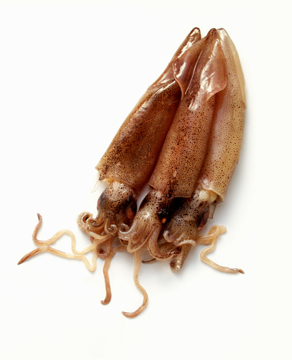 海兔圖片