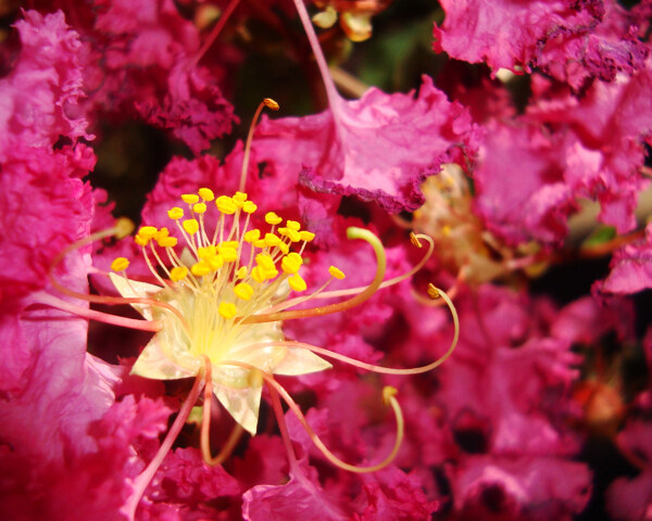 位圖寫實(shí)花卉植物花朵野花免費(fèi)素材