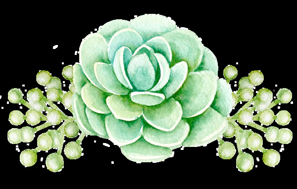 多肉植物透明素材