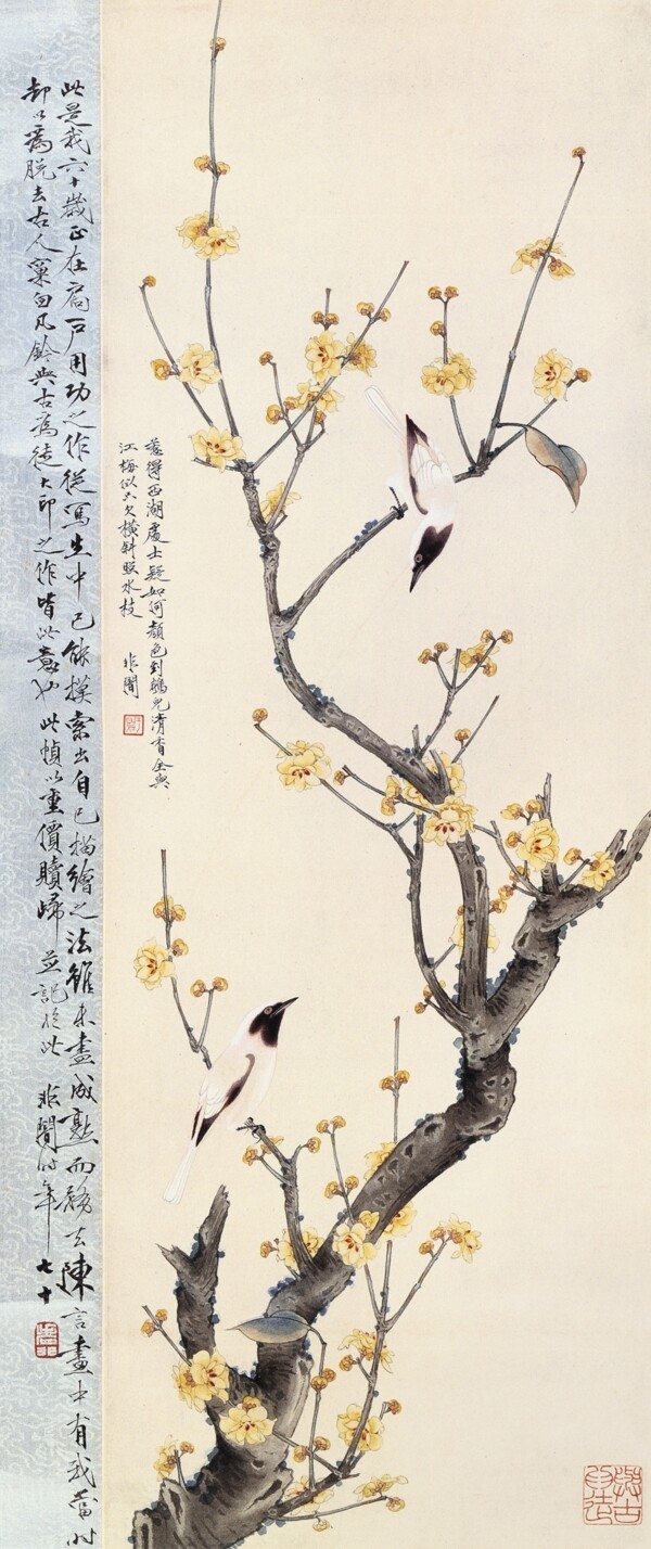 臘梅山禽圖片