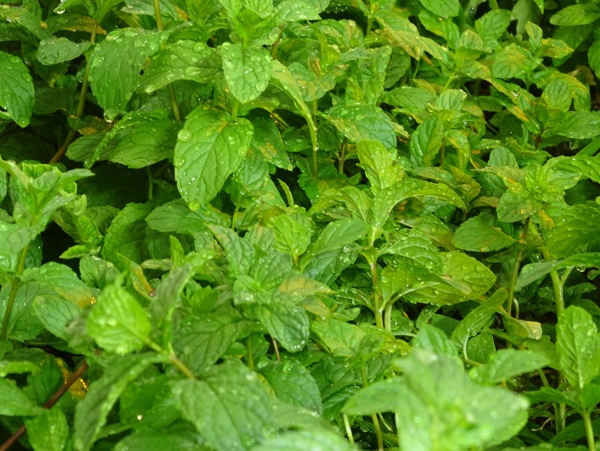 薄荷