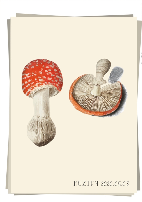 毒蝇伞蘑菇植物图鉴