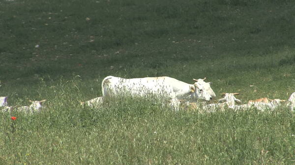 翁布里亚白色的奶牛在牧场1股票的录像视频免费下载