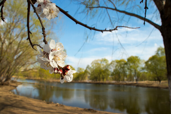 公园湖边的美丽樱花