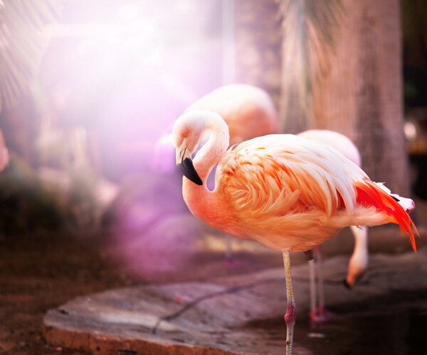 唯美火烈鳥(niǎo)