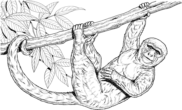 Primates灵长类猩猩猿猴狒狒动物素描