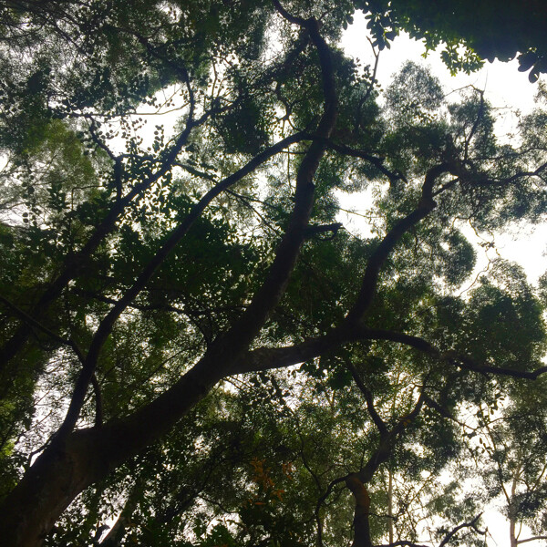 大樹