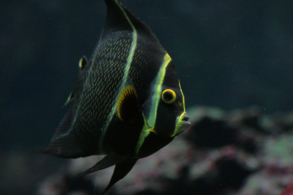 海底中的魚圖片