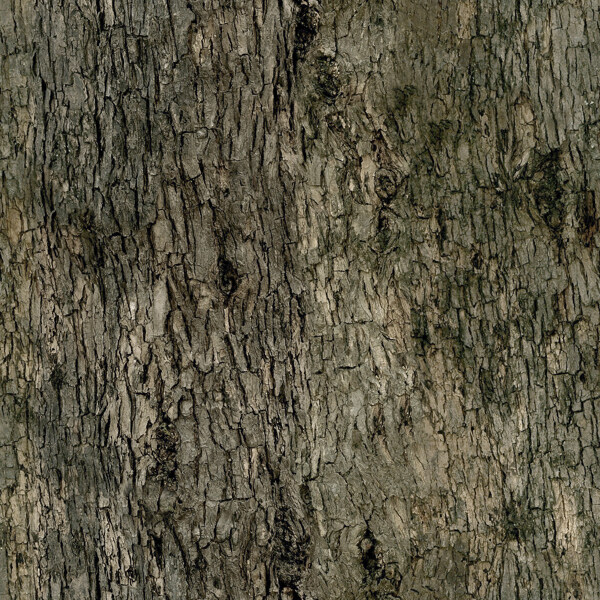 槭树日本羽扇槭Acerjaponicum带贴图