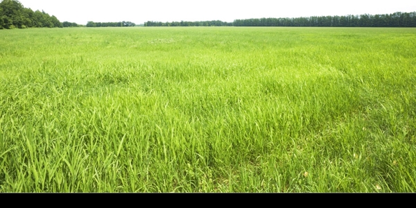 草坪圖片