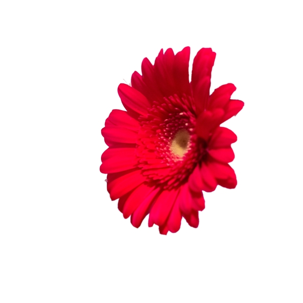 一朵红色盛开的鲜花