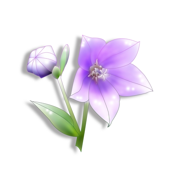 紫色的五角形花朵