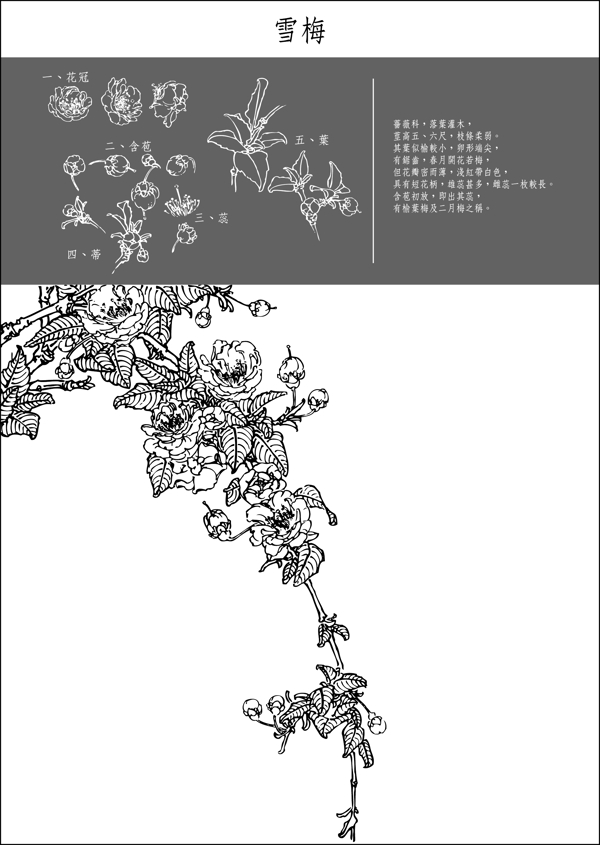 矢量白描雪梅