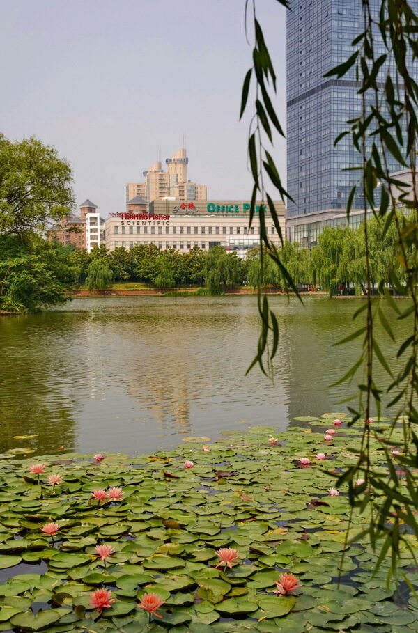 上海新金桥公园风景