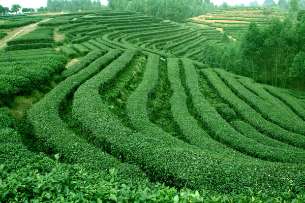 茶樹圖片