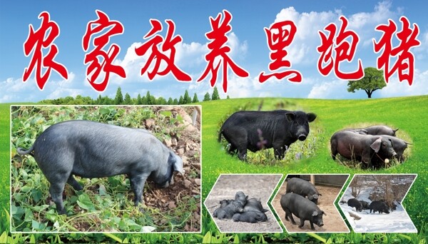 農(nóng)家黑跑豬圖片