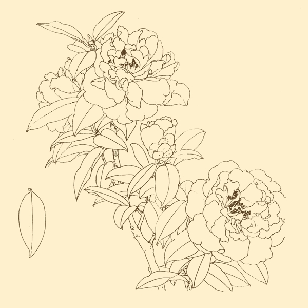 白描花卉圖片