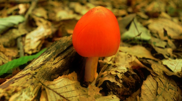 蘑菇