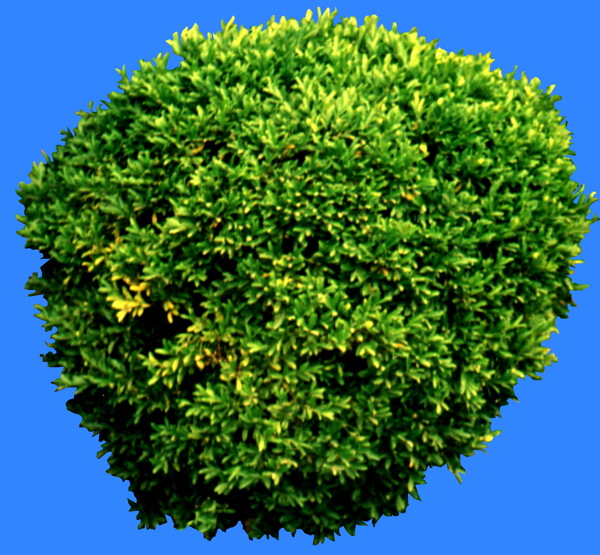植物貼圖素材建筑裝飾JPG0015