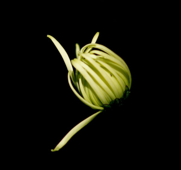 位圖植物花朵菊花免費(fèi)素材
