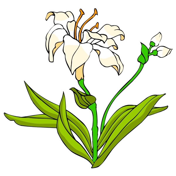 花卉古典插畫(huà)