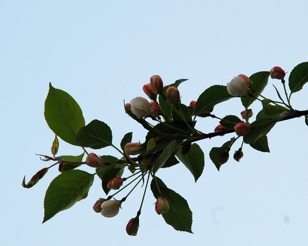 山丁子樹(shù)花圖片