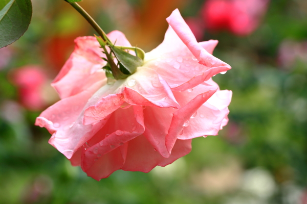 玫瑰花