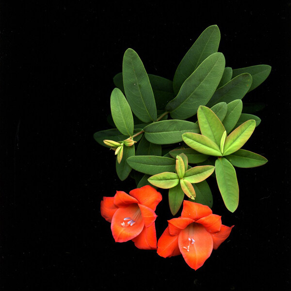 位圖植物攝影寫(xiě)實(shí)花卉花朵數(shù)碼照片免費(fèi)素材