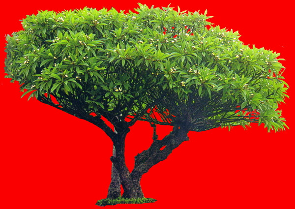 植物貼圖素材JPG1630
