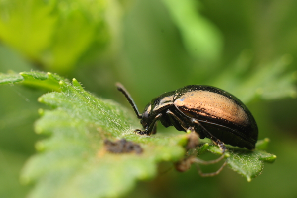 高清微距甲虫图图片