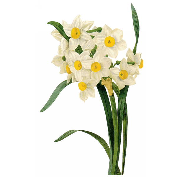 位圖藝術(shù)效果水彩花卉免費(fèi)素材