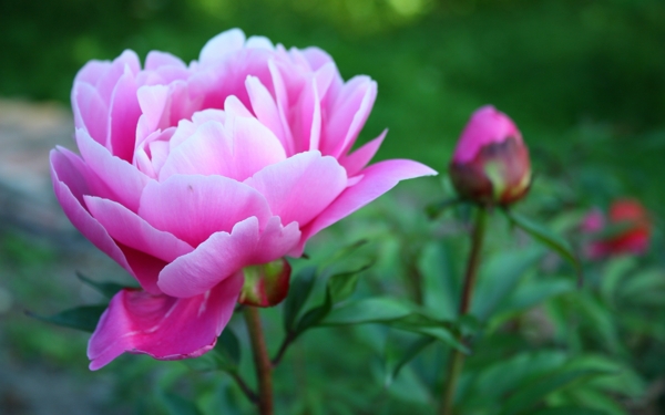 牡丹花圖片