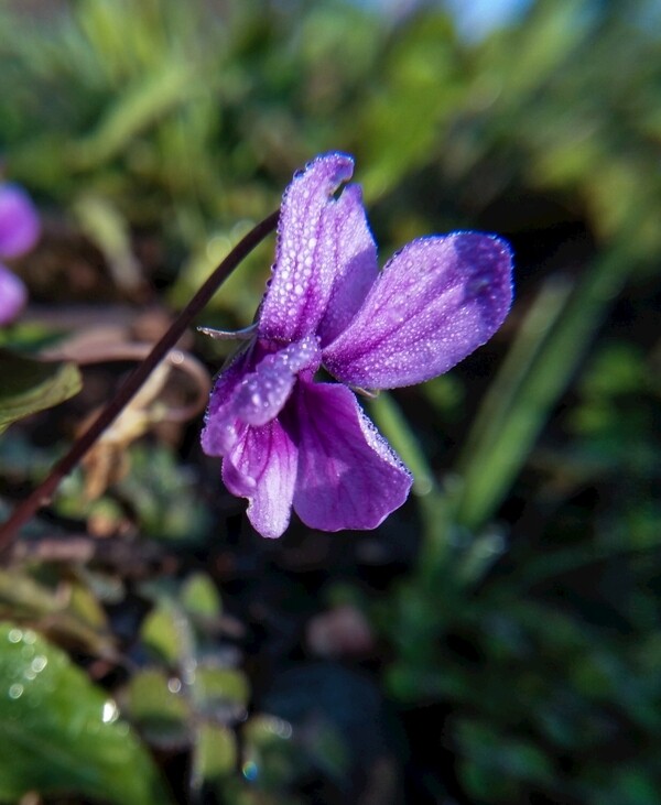 特写花卉紫色小野花开花
