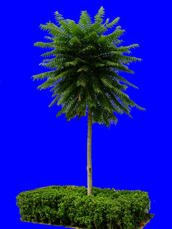 植物貼圖素材JPG0993
