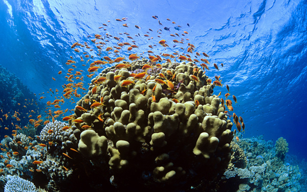 海底生物圖片