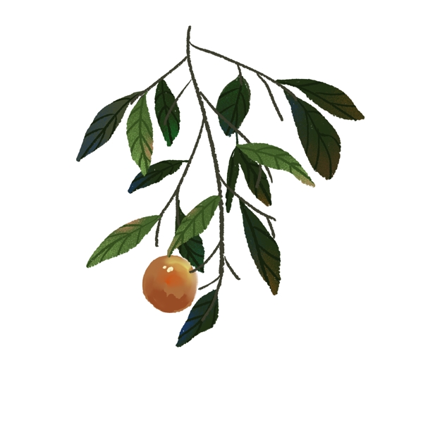 結(jié)果子的手繪插畫(huà)