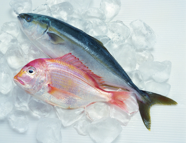 冰凍黃魚圖片