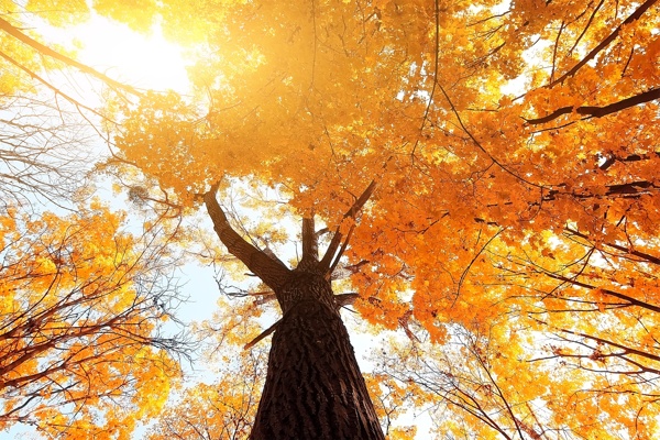 秋季森林图片