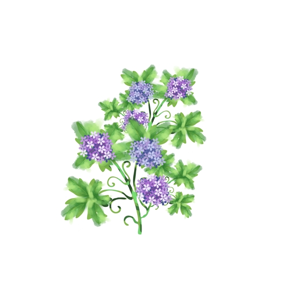 手绘植物花卉元素4