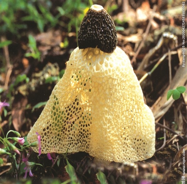 竹蓀菌
