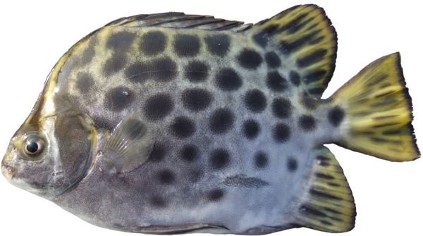 金錢魚圖片
