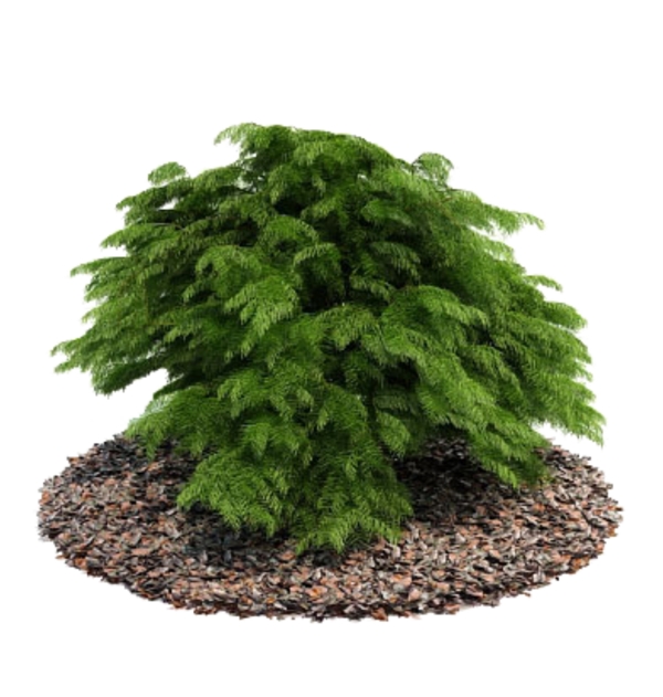 植物23