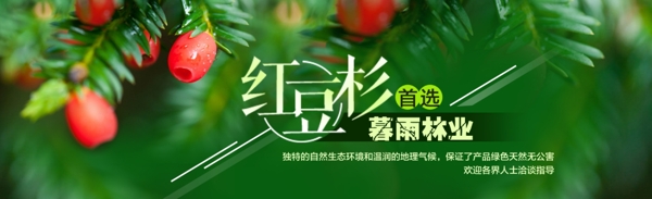 林业红豆杉banner设计